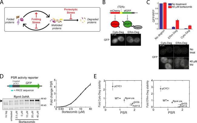 HA Tag Antibody in Western Blot (WB)