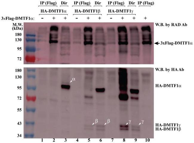 HA Tag Antibody in Western Blot (WB)