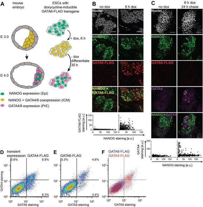 Nanog Antibody in Immunocytochemistry (ICC/IF)