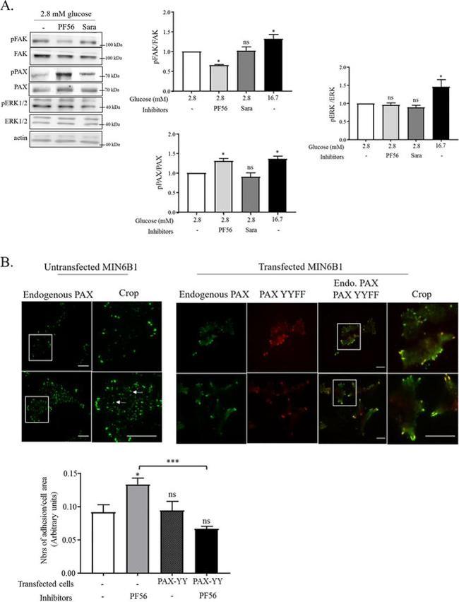 Phospho-FAK (Tyr397) Antibody in Western Blot (WB)