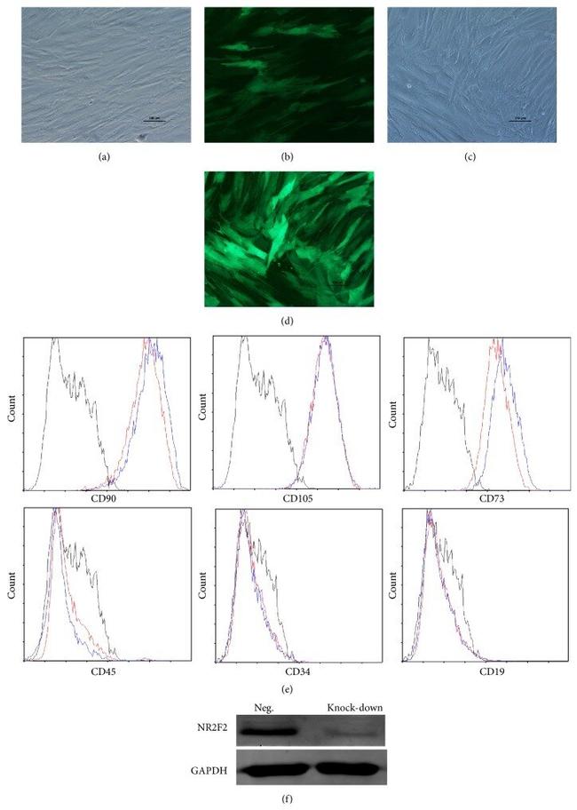 CD34 Antibody in Flow Cytometry (Flow)