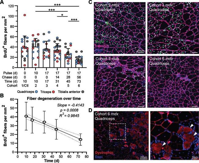 BrdU Antibody in Immunohistochemistry (IHC)