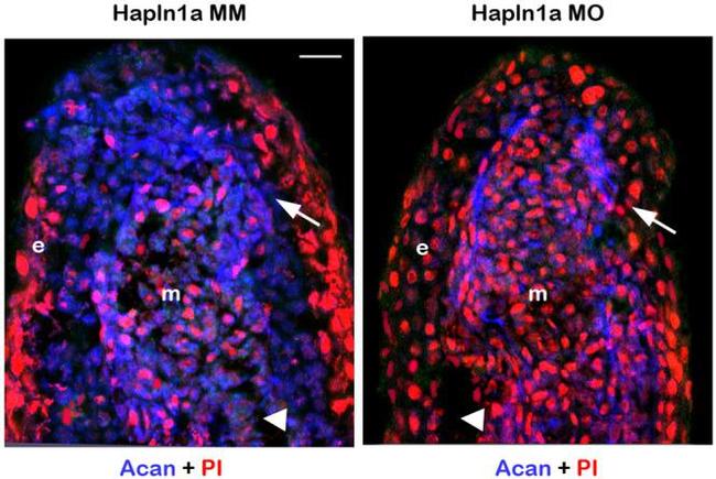 Aggrecan Antibody