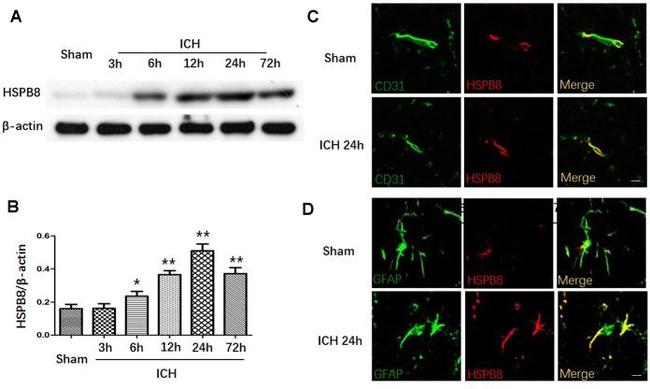 HSPB8 Antibody in Western Blot (WB)