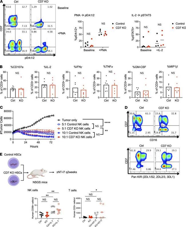 CD16 Antibody in Flow Cytometry (Flow)