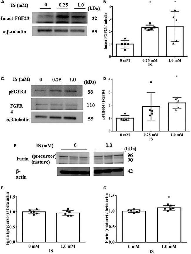 Furin Antibody in Western Blot (WB)