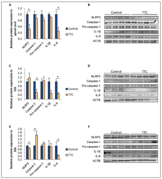 beta Actin Antibody in Western Blot (WB)