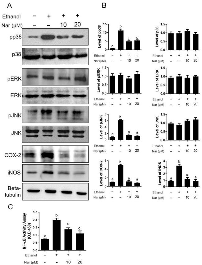 beta Tubulin Antibody in Western Blot (WB)