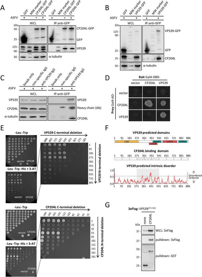 VPS39 Antibody in Western Blot, Immunoprecipitation (WB, IP)