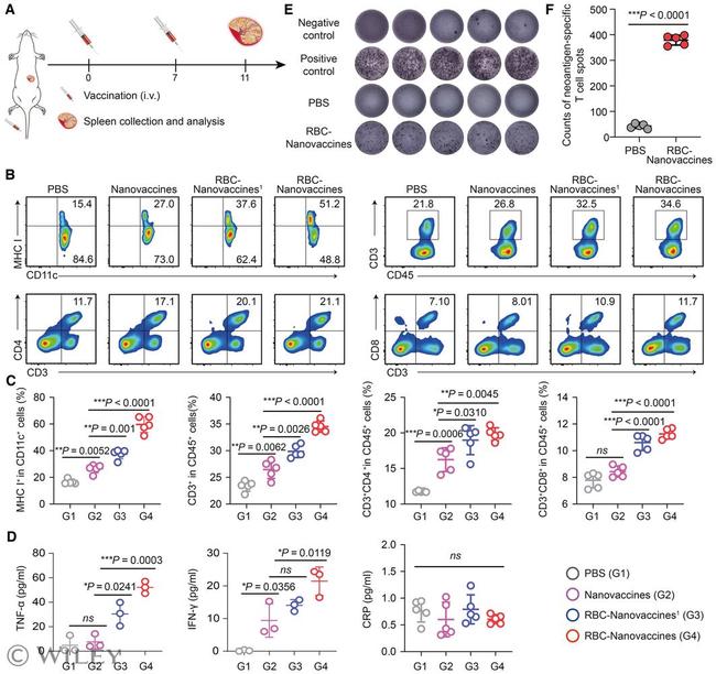 CD45 Antibody in Flow Cytometry (Flow)