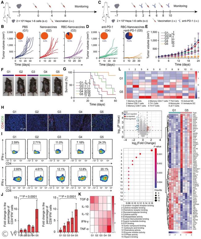 IFN gamma Antibody in Flow Cytometry (Flow)