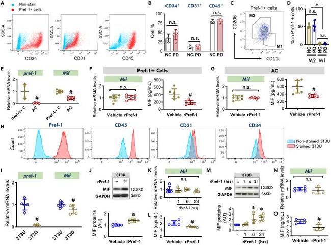 CD206 (MMR) Antibody in Flow Cytometry (Flow)