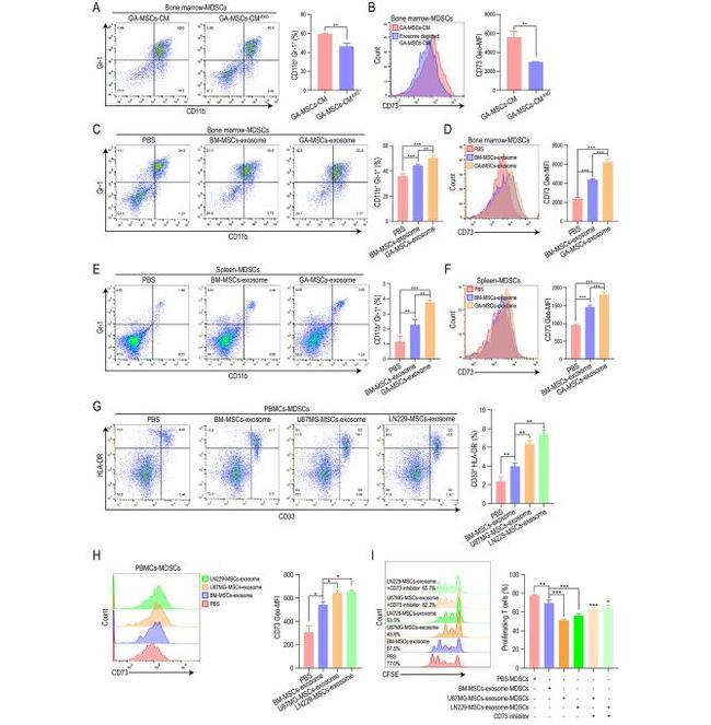 CD11b Antibody in Flow Cytometry (Flow)