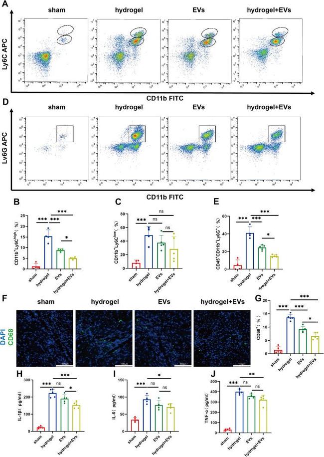 CD11b Antibody in Flow Cytometry (Flow)