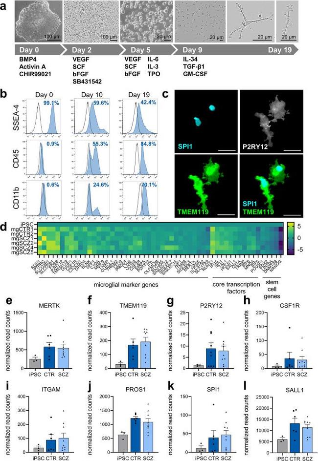 CD11b Antibody in Flow Cytometry (Flow)