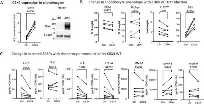 CD26 Antibody in Flow Cytometry (Flow)