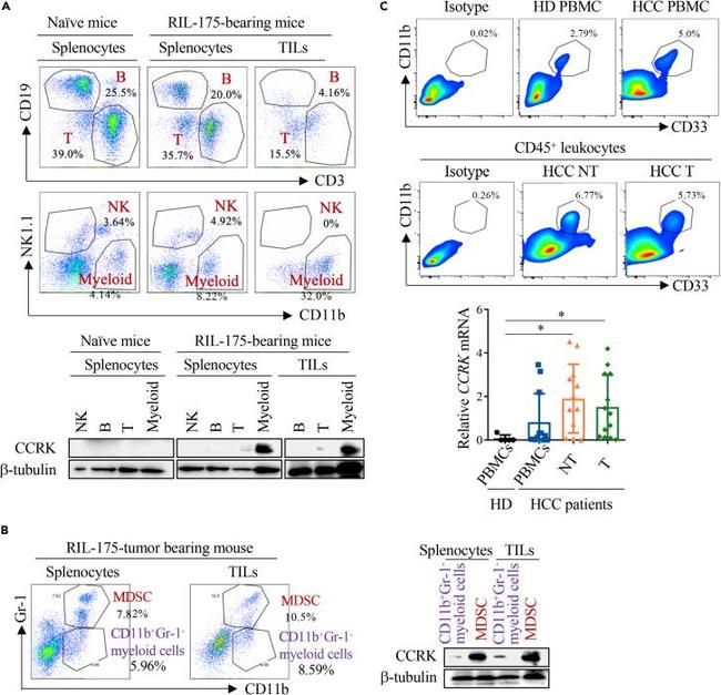 CD33 Antibody in Flow Cytometry (Flow)