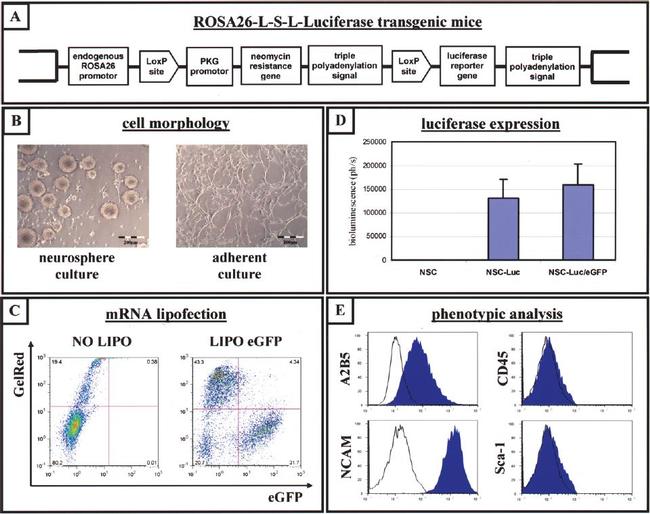 CD45 Antibody in Flow Cytometry (Flow)