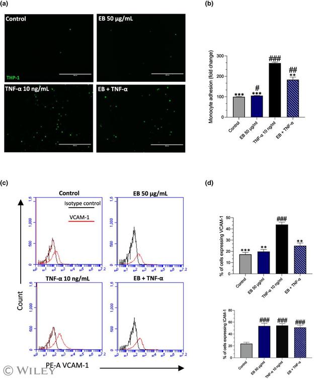 CD106 (VCAM-1) Antibody in Flow Cytometry (Flow)