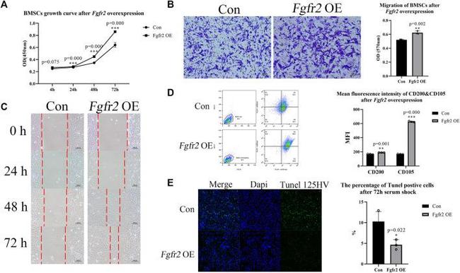 CD105 (Endoglin) Antibody in Flow Cytometry (Flow)