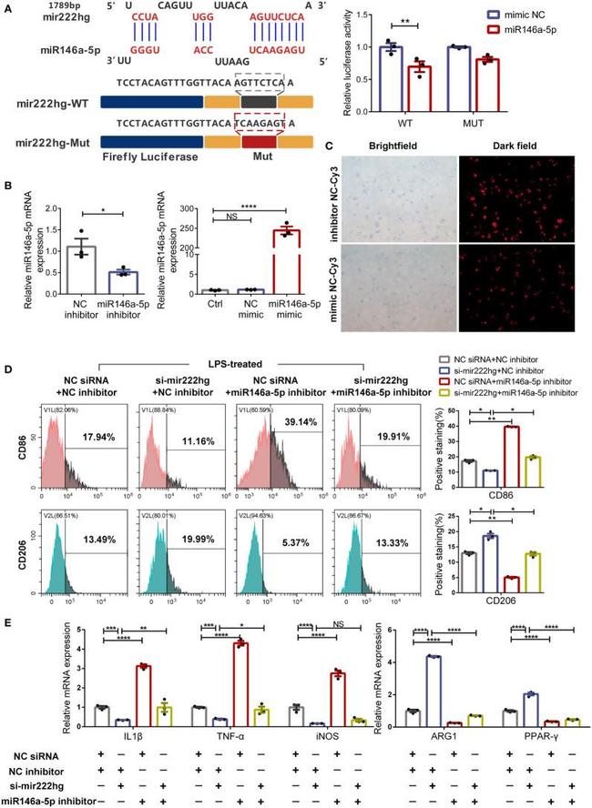 CD206 (MMR) Antibody in Flow Cytometry (Flow)