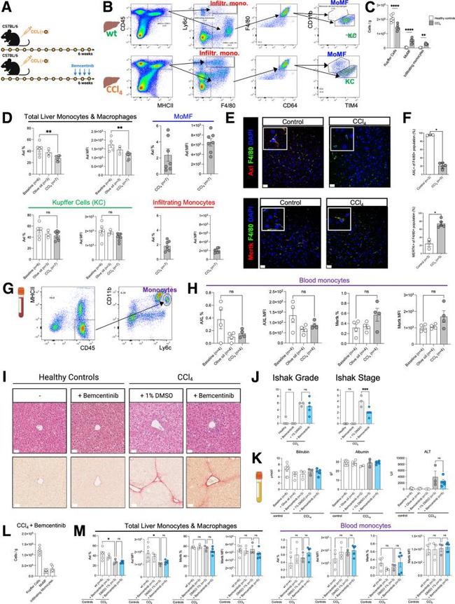 MERTK Antibody in Flow Cytometry (Flow)