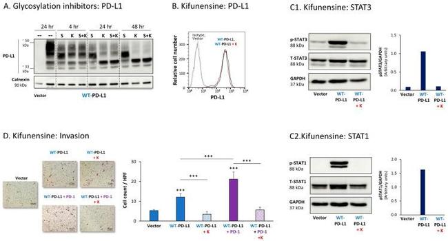 CD274 (PD-L1, B7-H1) Antibody in Flow Cytometry (Flow)