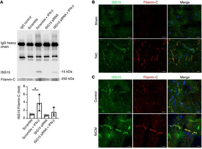 ISG15 Antibody in Western Blot (WB)