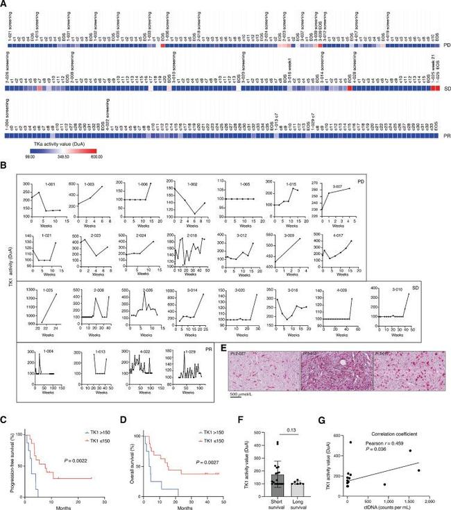 TK1 Antibody in Immunohistochemistry (IHC)