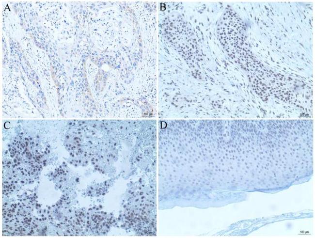 PRR14 Antibody in Immunohistochemistry (Paraffin) (IHC (P))