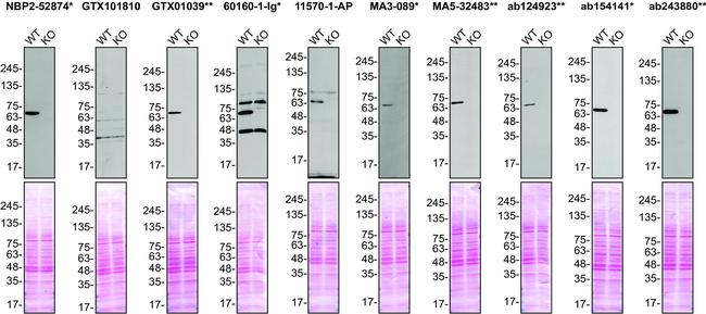 FUS Antibody in Western Blot (WB)