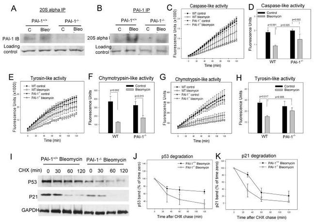 PAI1 Antibody in Western Blot, Immunoprecipitation (WB, IP)