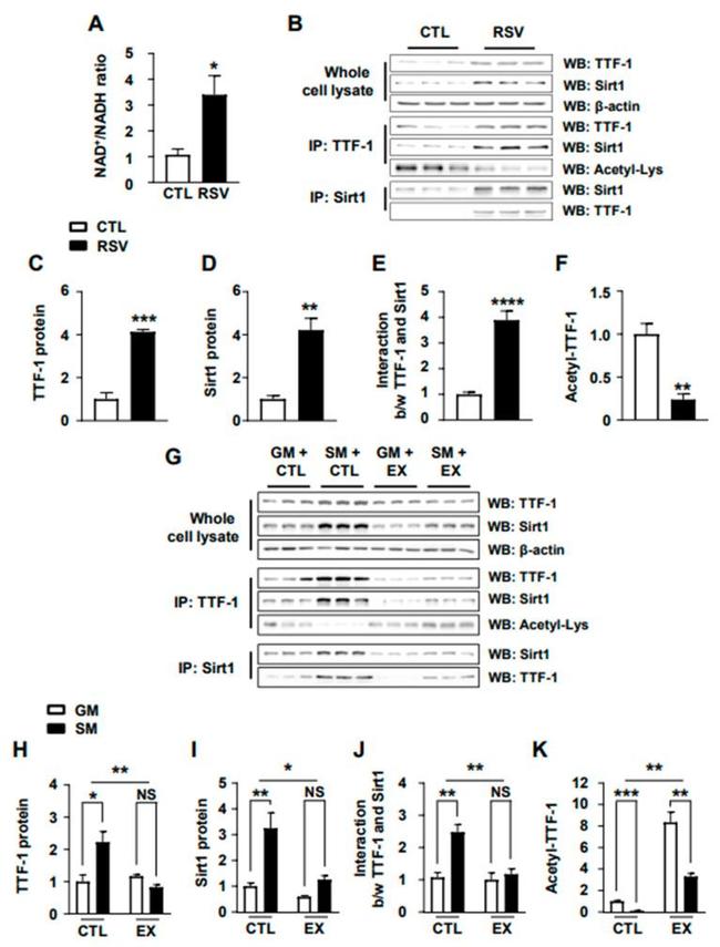 Nkx2.1 Antibody in Immunoprecipitation (IP)