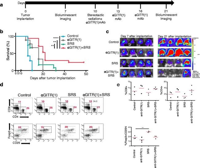 FOXP3 Antibody in Flow Cytometry (Flow)