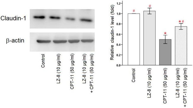 Claudin 1 Antibody in Western Blot (WB)