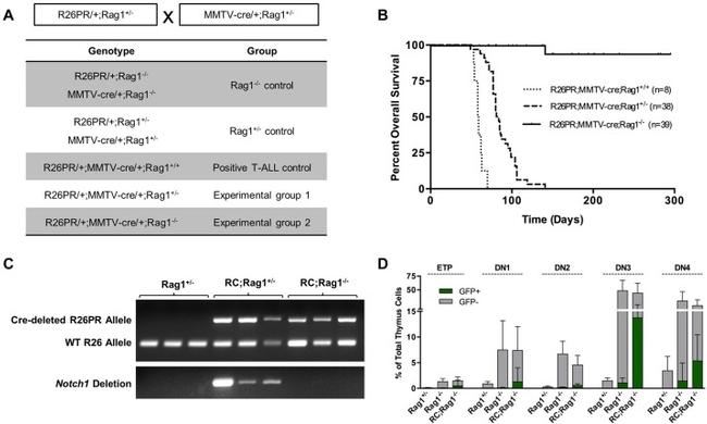 CD8a Antibody in Flow Cytometry (Flow)