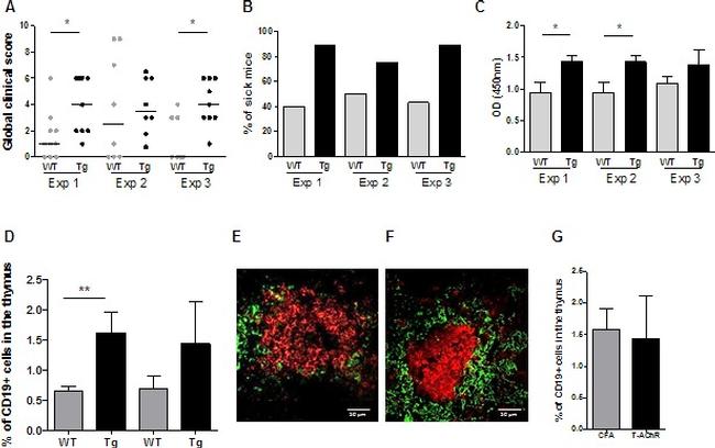 CD19 Antibody in Flow Cytometry (Flow)