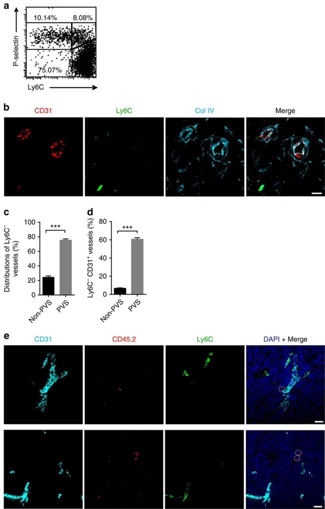 CD326 (EpCAM) Antibody in Flow Cytometry (Flow)