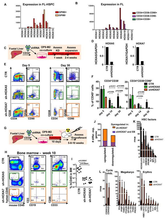 CD19 Antibody in Flow Cytometry (Flow)