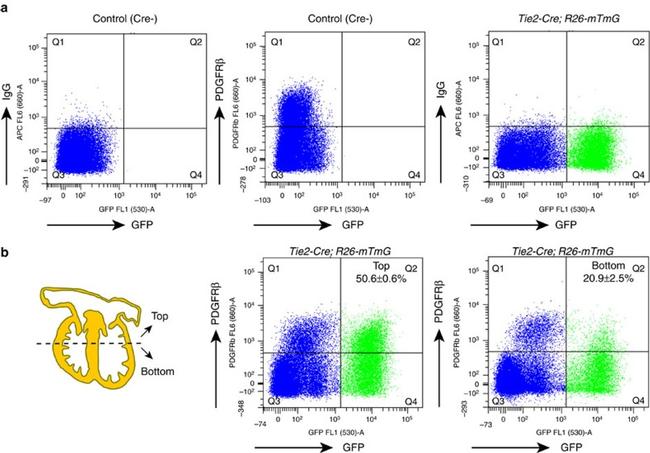 CD140b (PDGFRB) Antibody in Flow Cytometry (Flow)