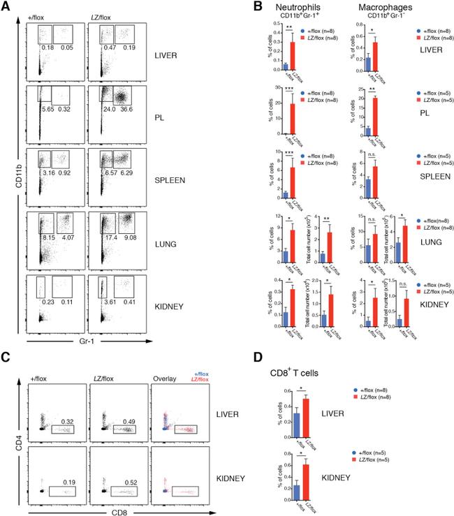 CD8a Antibody in Flow Cytometry (Flow)