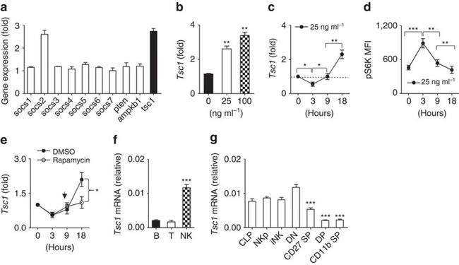 CD27 Antibody in Flow Cytometry (Flow)