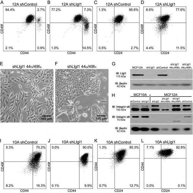 CD49f (Integrin alpha 6) Antibody in Flow Cytometry (Flow)