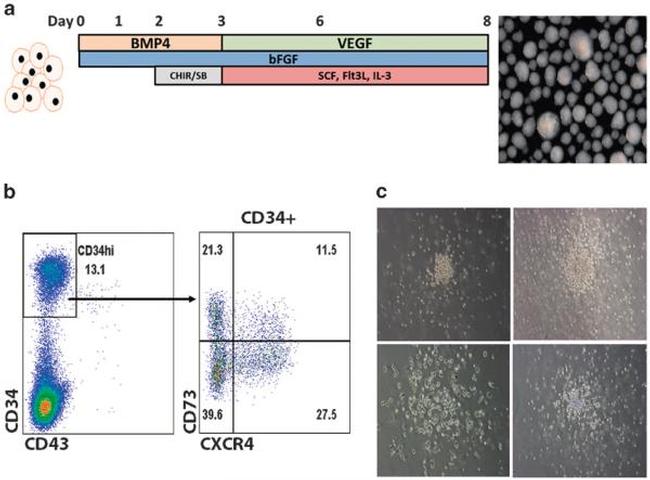 CD34 Antibody in Flow Cytometry (Flow)