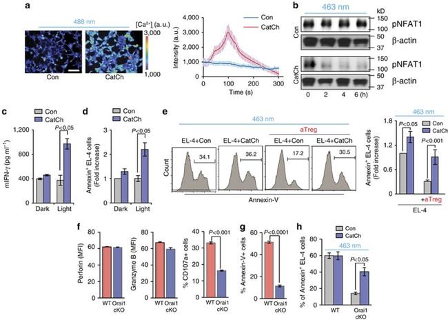 CD8a Antibody in Flow Cytometry (Flow)