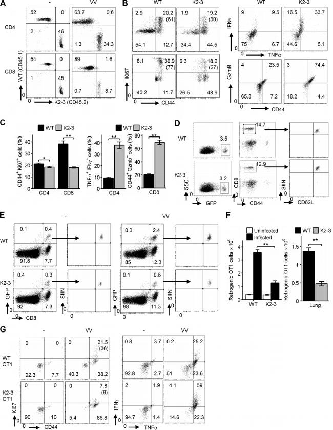 CD8a Antibody in Flow Cytometry (Flow)