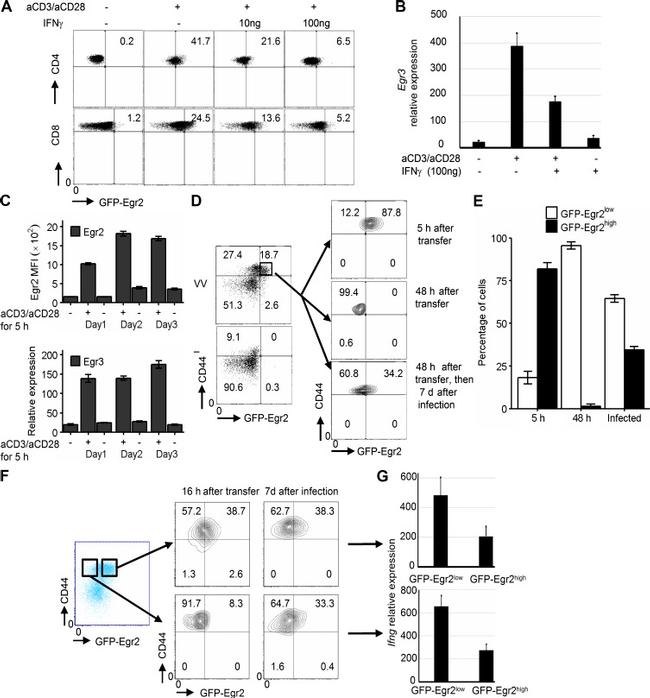 CD8a Antibody in Flow Cytometry (Flow)