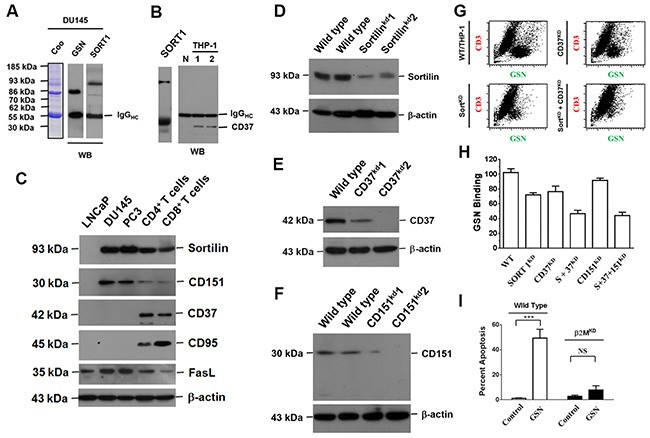 Sortilin Antibody