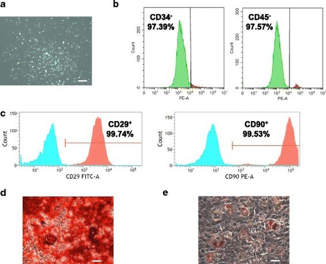 CD34 Antibody in Flow Cytometry (Flow)