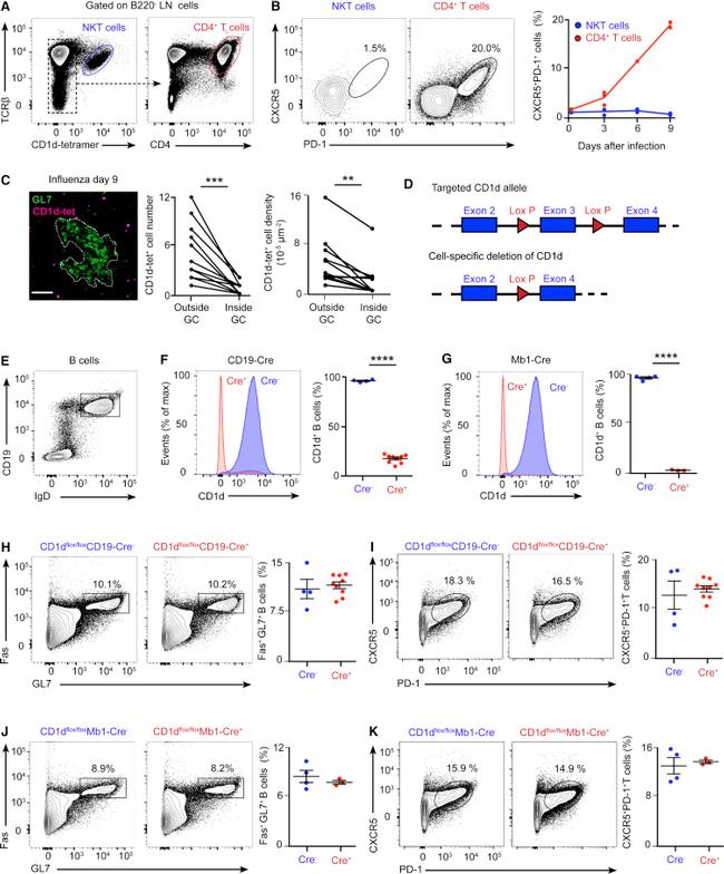 CD95 (APO-1/Fas) Antibody in Flow Cytometry (Flow)